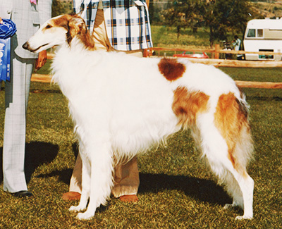 Top Conformation Borzoi 1978